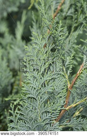 Lawsons Cypress Columnaris Glauca - Latin Name - Chamaecyparis Lawsoniana Columnaris Glauca
