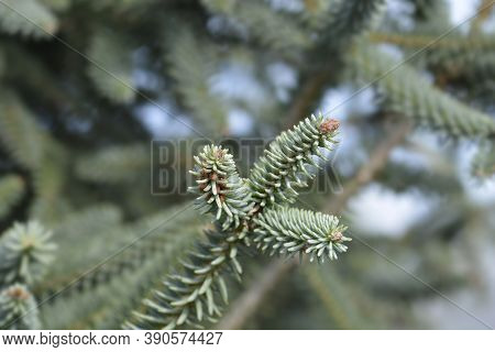 Blue Spanish Fir Branch - Latin Name - Abies Pinsapo Glauca