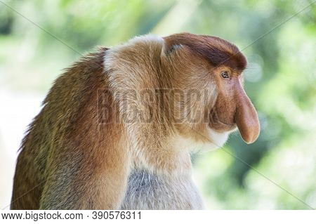 Nose-monkey In Borneo
