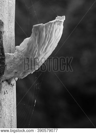 Bracket Fungus Growing On Dead Tree Trunk