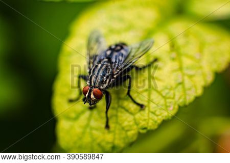 A Large Green Bush Grows Near The Trees, Picture With A Focus On A Small Twig With A Fly On It