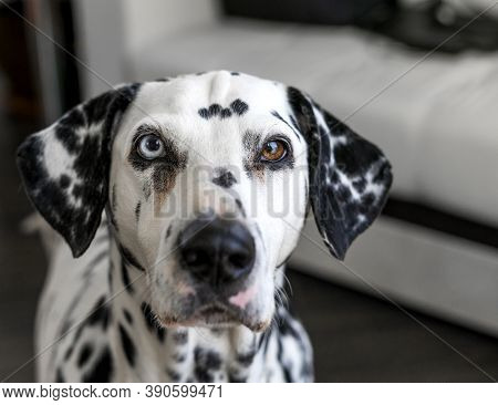 Dalmatian Dog. Dalmatian With Heterochromia Of The Eyes. Portrait Of A Purebred Dog At Home. A Dog W