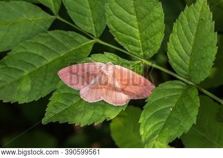 Barred Red (hylaea Fasciaria)
