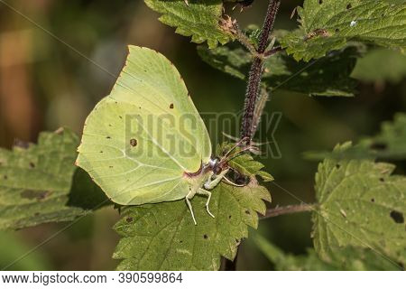 Common Brimstone (gonepteryx Rhamni)