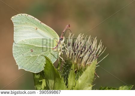 Common Brimstone (gonepteryx Rhamni)