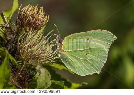 Common Brimstone (gonepteryx Rhamni)