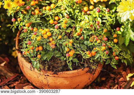 Potted Solanum Plant With Berries. At The Harvest Festival.seasonal Autumn Flowers.