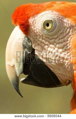 Arara