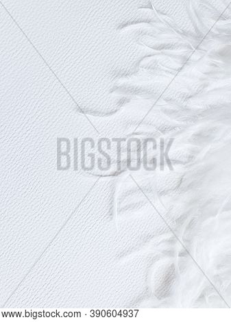 White Feather On White Textured Background. Frame, Free Space For Your Text Or Product. Tenderness C