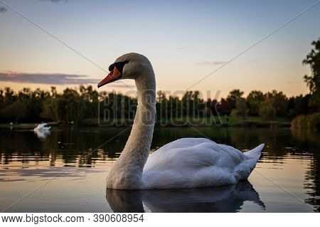 Mute Swan (cygnus Olor) In Lake Gebart (gébárti-tó) At Sunset In Zalaegerszeg, Hungary