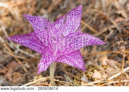Wild Flowers, Medicinal Plants, Various Crocus Photos