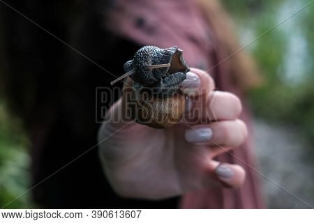 A Snail On Human Hand. Pet, Cosmetology And Useful Properties. A Snail From The Helicidae Family. Ai