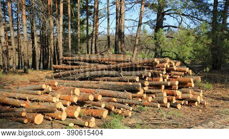 logs on tree crearing in pine forest. Sunny landscape in pine forest