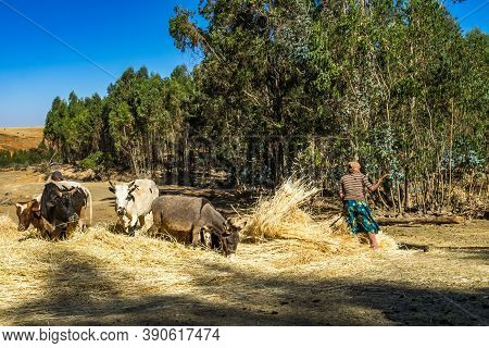 Gondar, Ethiopia - Feb 07, 2020: Agricultural Population Working On The Farms Between Gondar And The