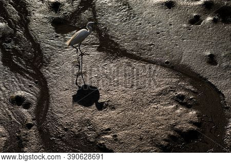 Little Egret (egretta Garzetta) Looking For Food On The Beach, Low Tide In Morgat (france)