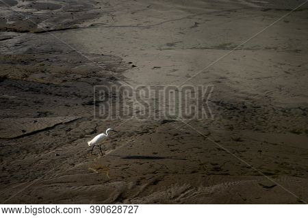 Little Egret (egretta Garzetta) Looking For Food On The Beach, Low Tide In Morgat (france)