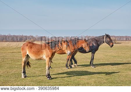 Three Brown Cute Horses Sleep Peacefully, Standing On The Meadow. Horses Grazes In A Pasture Late Au