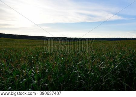 Young Corn Plants In A Field. Maize Or Sweetcorn Plants Background. Cornfield Texture. Agricultural 