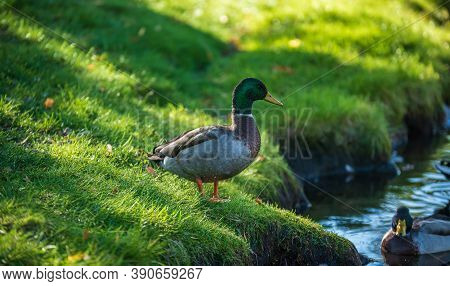 A Male Duck Standing On The Lawn And Looking Out Over The Pond On A Lovely Sunny Autumn Day In Swede