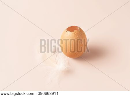 Cracked Opened Egg With Feather On Pastel Pink Background. Great Design For Any Purposes. Vintage Pi