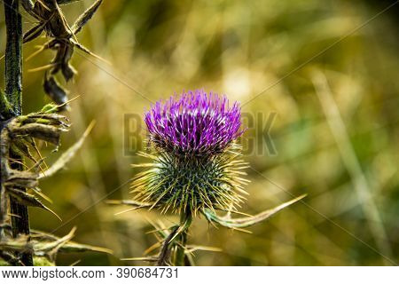 Close Up Of Thistle In Autumn Among The Pre-alps In The Regional Park Of Monti Lessini Near Campofon