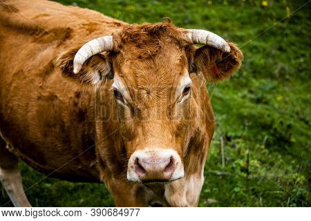 Cow Portrait In The Regional Park Of Monti Lessini Near Campofontana, Verona, Veneto, Italy