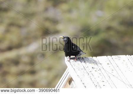 Alpine Chough Or Yellow Billed Chough, Pyrrhocorax Graculus