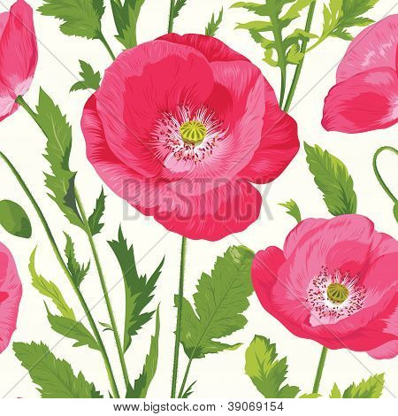 Poppy