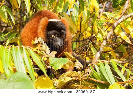 Lémur à ventre roux (eulemur Rubriventer)