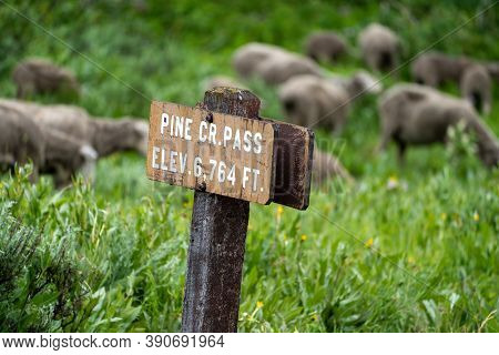 Sign For Pine Creek Pass, Along Teton Pass At The Wyoming And Idaho Stateline. Flock Of Sheep In The