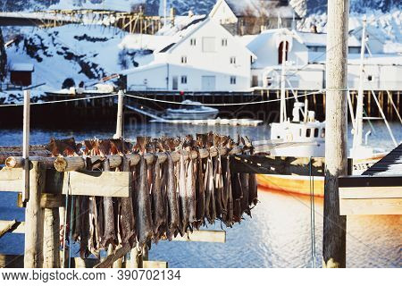 Dried Cod Heads Hanging On Drying Rack.  Lofoten Islands. Norway