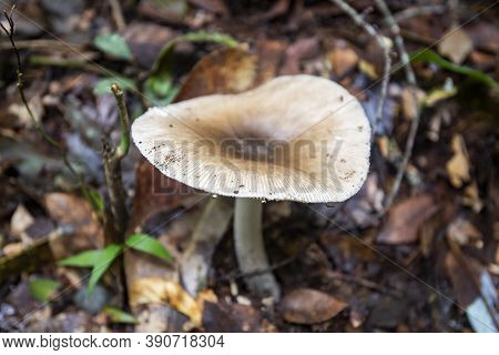 Forest Mushroom On Wood In The Nature Jungle / Outdoor Autumn Wild Mushroom White