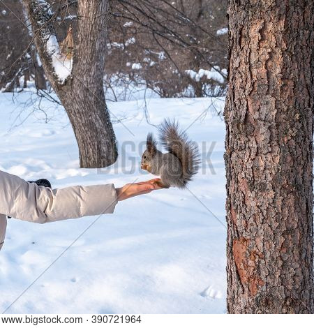 Girl Feeds A Squirrel With Nuts At Winter. Squirrel Eats Nuts From The Girls Hand. Caring For Animal