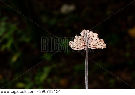 The Cap Of Mycetinis Scorodonius Or Vampires Bane With Beige Gills And A Black Stipe