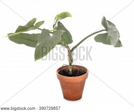Philodendron Hastatum In Front Of White Background