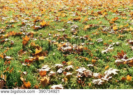 Colorful Fallen Autumn Leaves On Green Grass Field Or Lawn. Season, Nature, Autumn Card, Thanksgivin
