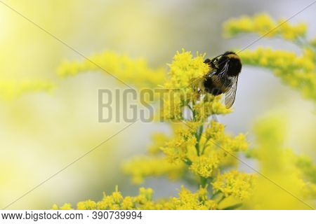 The Bumblebee On Goldenrod Flowers In Forest. Beautiful Nature