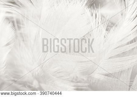 White Feather Texture Background,free Space For Add Text Or Baby Products And Other