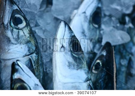 Fisk