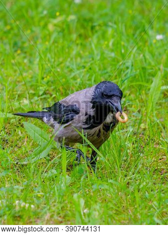 Selective Focus On A Gray Raven Holding Corn Sticks In Its Beak. Golden Crispy Airy Treat For A Wild