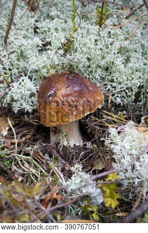 Boletus Mushroom Or Boletus Aereus In The Forest. King Mushroom, Brown Cep