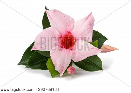 Pink Mandevilla Flower Isolated On White Background