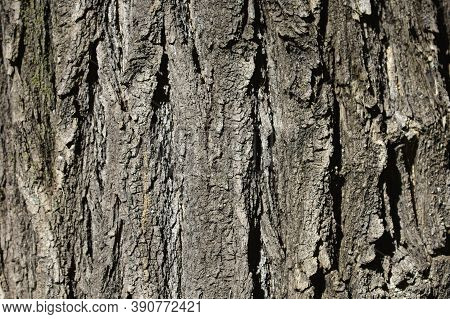 Japanese Pagoda Tree Bark Detail - Latin Name - Styphnolobium Japonicum (sophora Japonica)