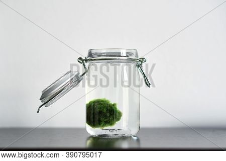 Close Up Of Marimo Moss Ball In A Glass Jar With Copy Space Horizontal. Standing On A Table With Whi