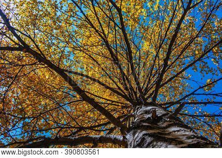 Beautiful Colorful Autumn Landscape For Posters, Banners, Wallpapers.