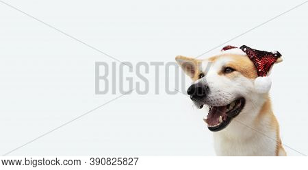 Akita Puppy Dog Celerbating Christmas With A Sequins Santa Hat. Isolated On Gray Background.