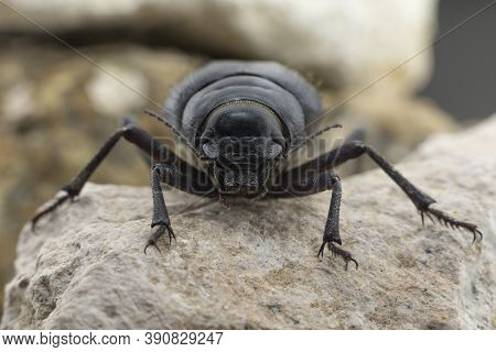 The Arabian Darkling Beetle Found All Around The Middle East