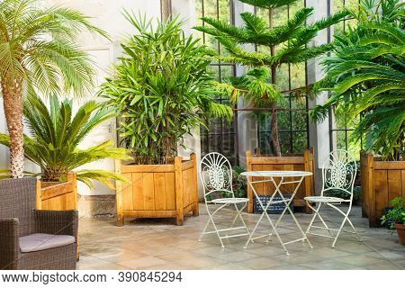Metal Garden Furniture, Stools And Table Standing In Tropical Plants Orangery With Palms In Wooden F