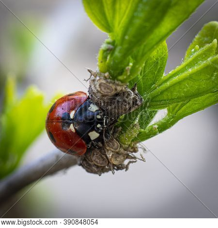 Macrophotograph Of A Red Coccinella That Sits On A Young Green Tree Branch In Early Spring