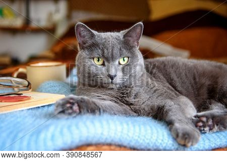 The Cat Is Resting On The Sofa On A Sweater, Next To Glasses And A Book